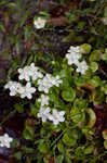 Kidneyleaf grass of Parnassus